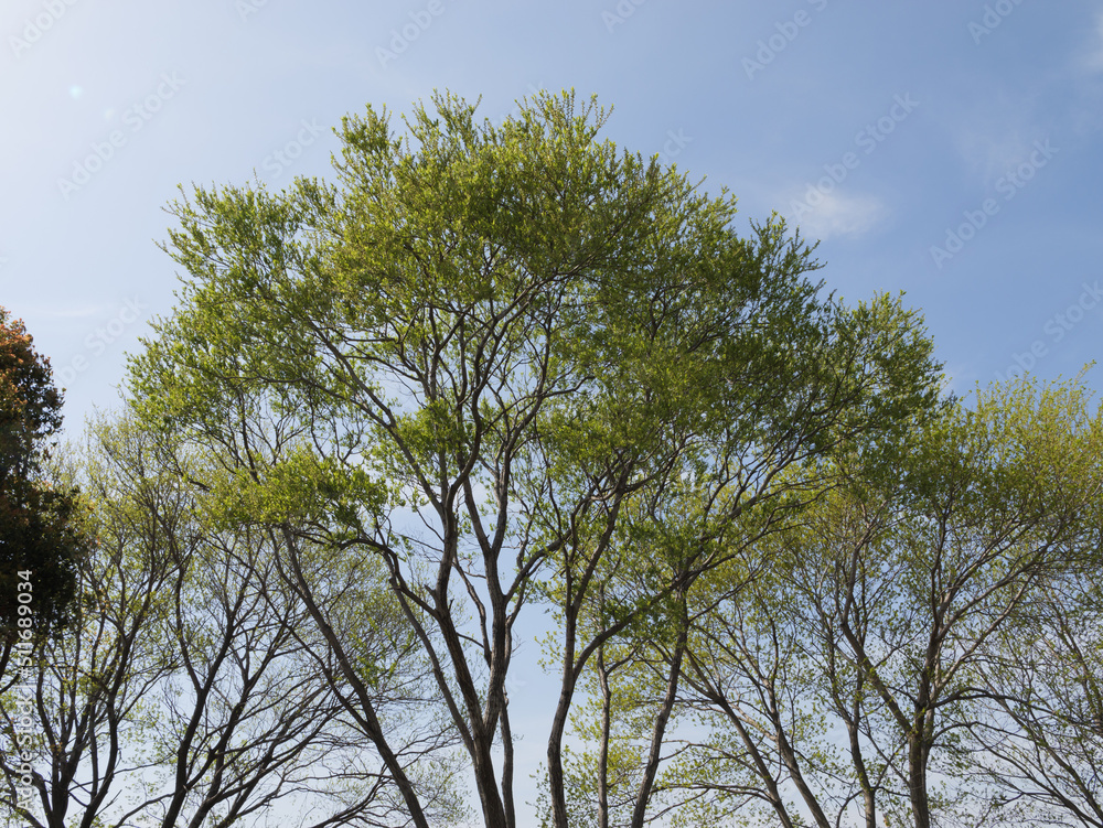 Beautiful brightly colored trees on a sunny spring day. Beautiful brightly colored trees on a sunny spring day.