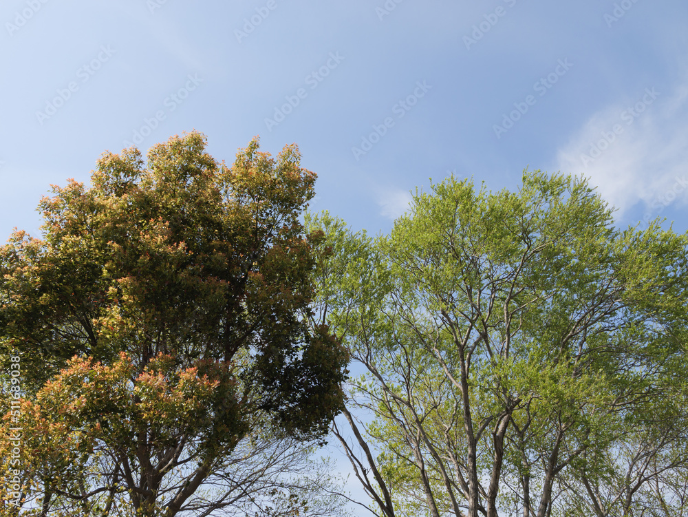 Beautiful brightly colored trees on a sunny spring day. Beautiful brightly colored trees on a sunny spring day.