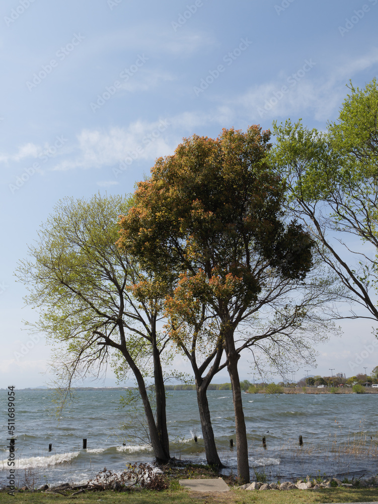 A tree growing near a large lake on a sunny spring day A tree growing near a large lake on a sunny spring day