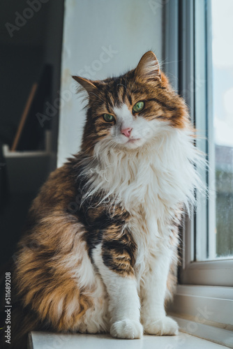 Cat resting on the window.