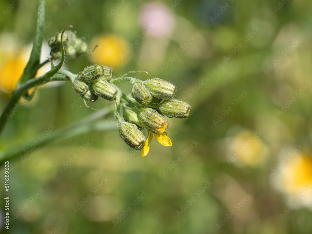 Fototapeta premium Close up or macro shot of the still closed buds of the yellow Sunrose with the Latin name Helianthemum nummularium