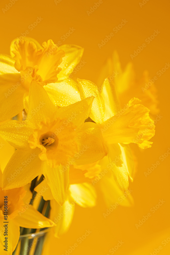 Daffodils flowers standing in a transparent vase against yellow wall. Beautiful yellow spring background Daffodils flowers standing in a transparent vase against yellow wall. Beautiful yellow spring background