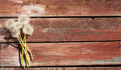 Dandelions on an old wooden background