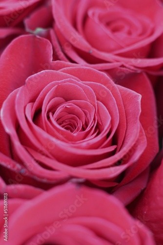 pink rose close up