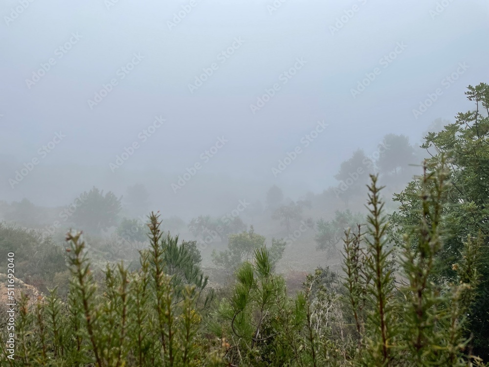 misty morning in the forest