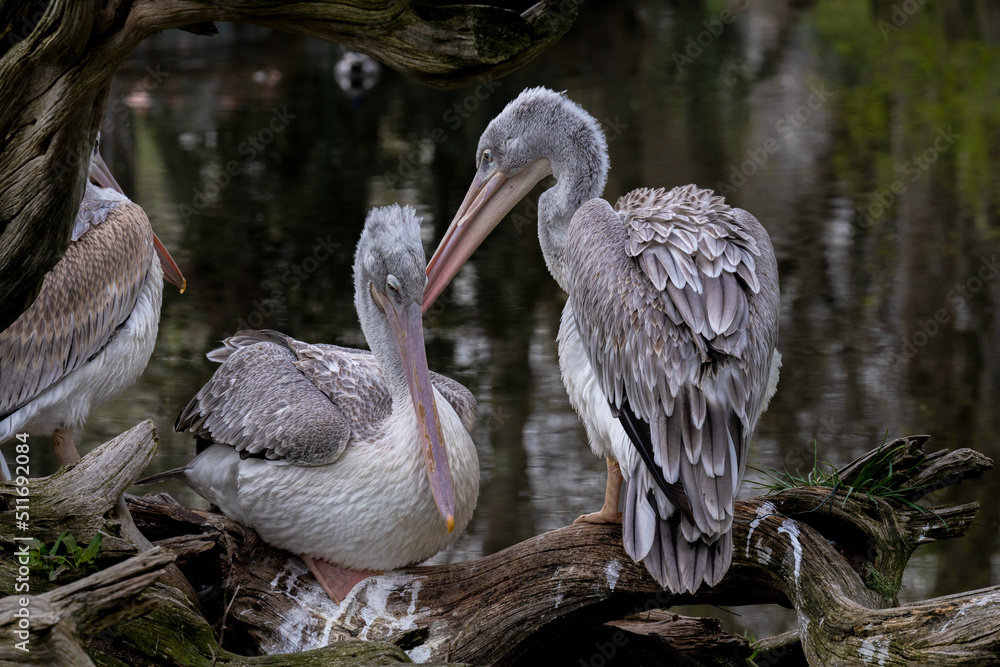 Fototapeta premium Pair of Pelicans in an affectionate attitude