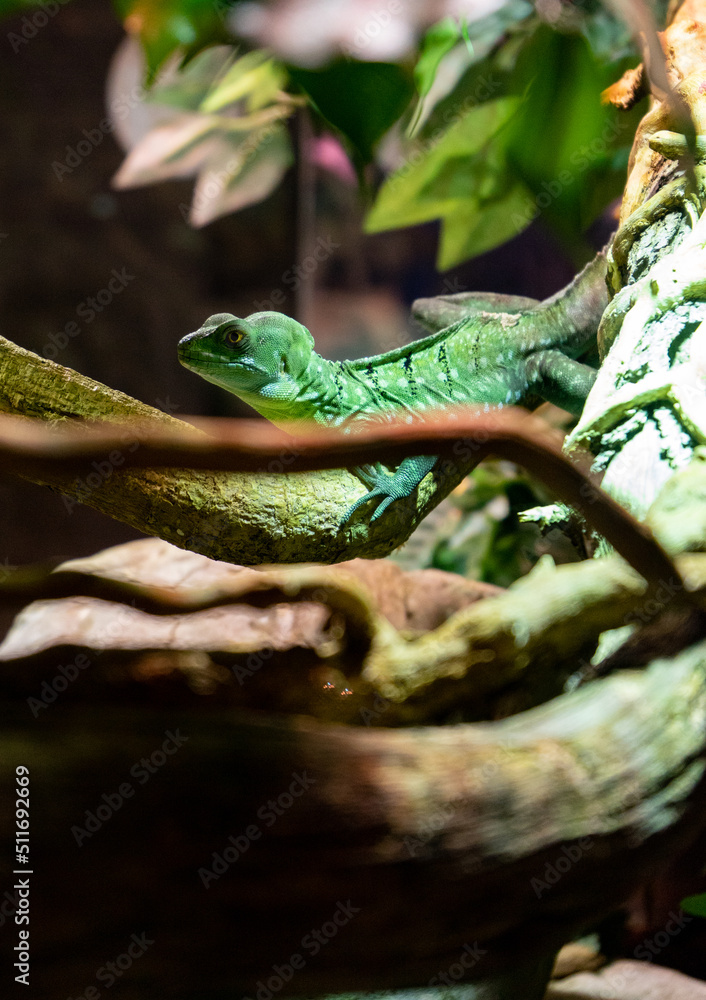 Obraz premium reptile on a branch