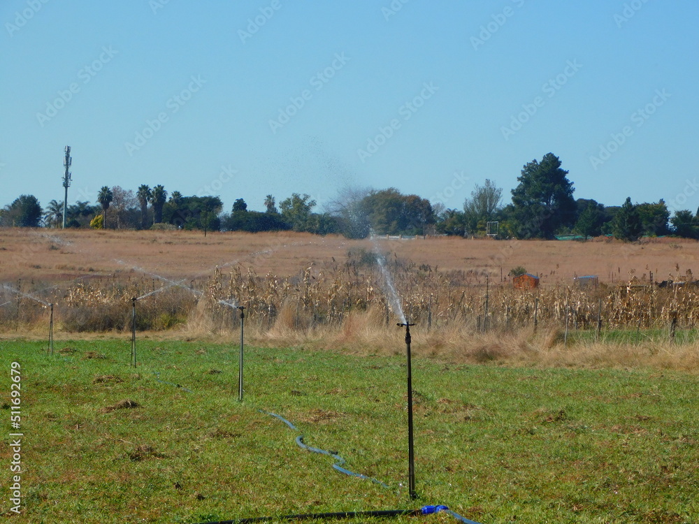 Agriculture irrigation. Automated water sprinkling system spraying water over lush green plantations that is surrounded by golden, winter's grass fields under a blue sky
