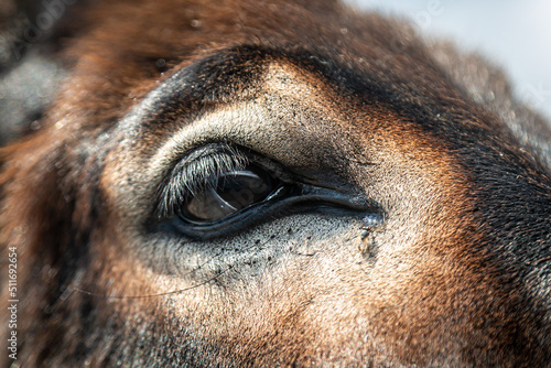 A close up of a donkeys eye, on the Karpas Peninsula in Cyprus photo