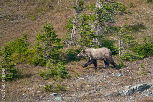 Young grizzly bear wandering through bushes in the Glacier National Park, Montana, USA. Beautiful Ursus arctos horribilis in its natural habitat in American Rockies. Rocky Mountains wlidlife. photo