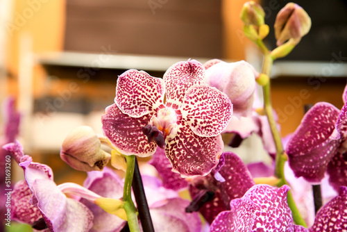 Phalenopsis Orchid plants in the garden in Spring photo