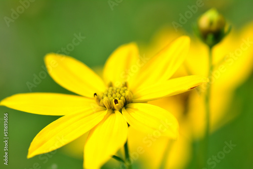 コオニタビラコの黄色い花