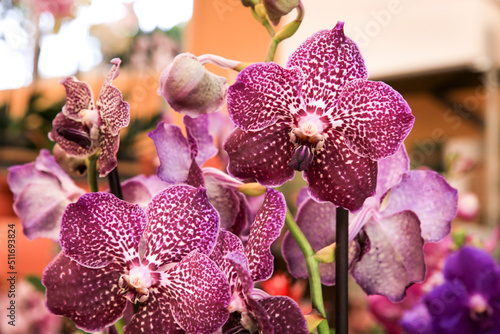 Phalenopsis Orchid plants in the garden in Spring photo