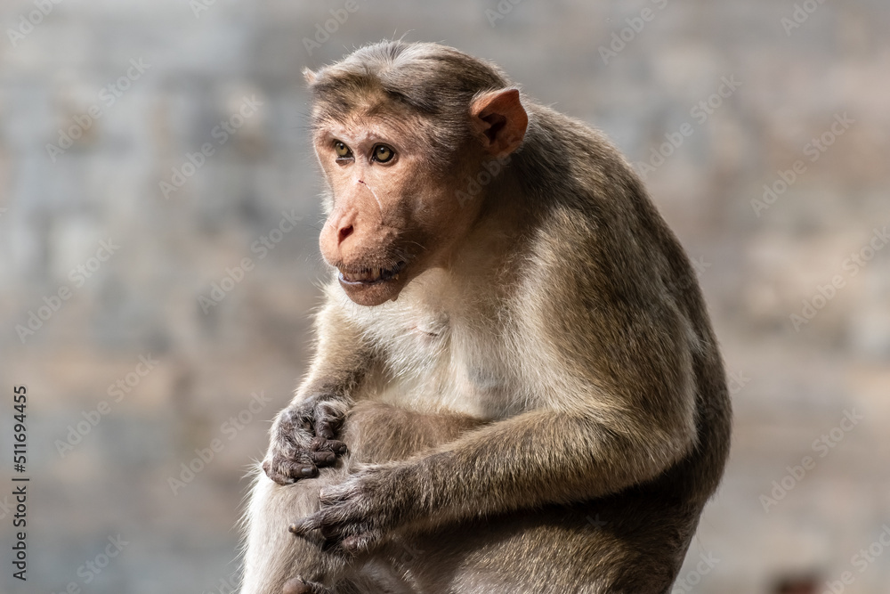 Close up portrait of a Rhesus Macaque monkey sitting on a wall. Close up portrait of a Rhesus Macaque monkey sitting on a wall.