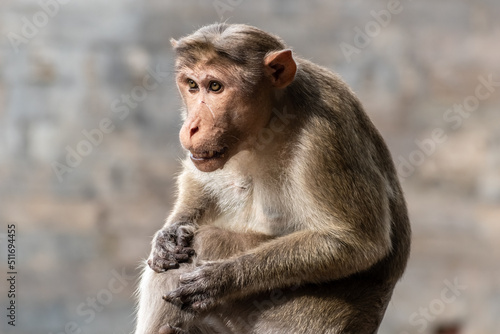 Close up portrait of a Rhesus Macaque monkey sitting on a wall.