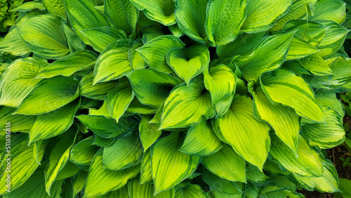 A hosta flower with green leaves grows in a flower bed in the city garden photo