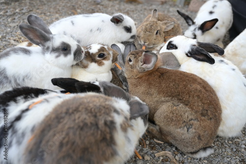 A group of mischievous rabbits are enjoying chewing on tiny carrots. Some rabbits are brown and some are white and black with beautiful patterns. Rabbits have long, soft fur and long ears, popular pet