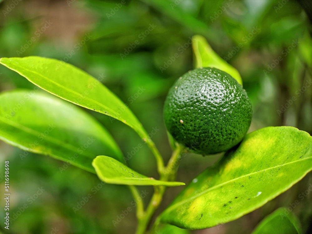 limes tree in the garden are excellent source of vitamin C.Green organic lime citrus fruit hanging on tree. limes tree in the garden are excellent source of vitamin C.Green organic lime citrus fruit hanging on tree.