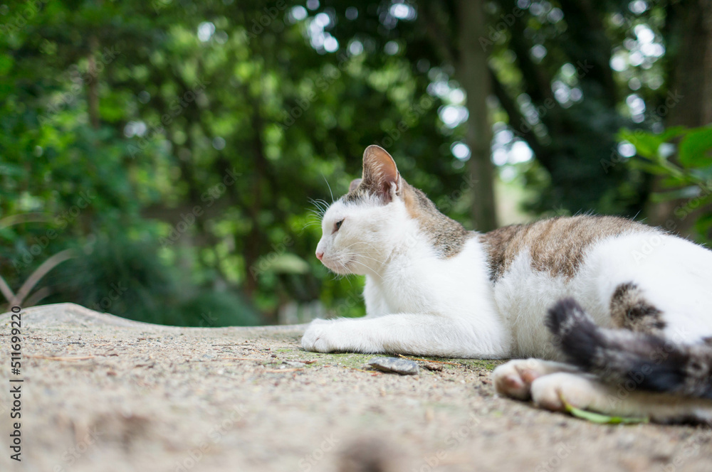 Fototapeta premium Wild cat living in a Japanese forest