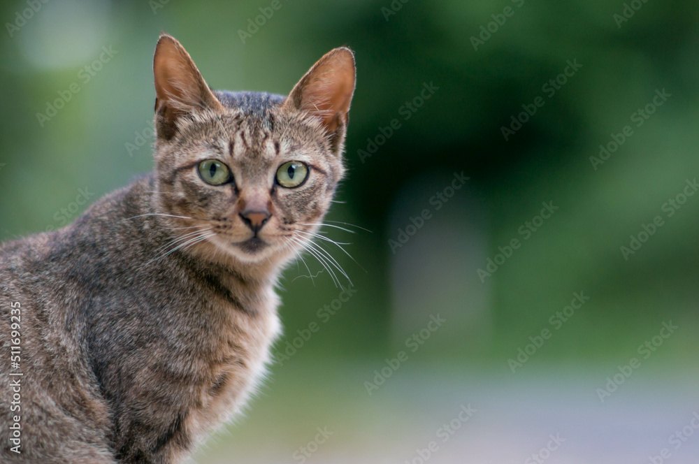 森に暮らす野良猫 森に暮らす野良猫