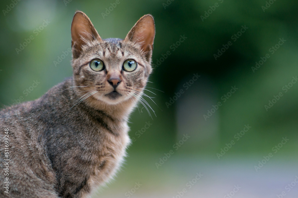 Obraz premium 日本の森に暮らす何かを見つけた野良猫