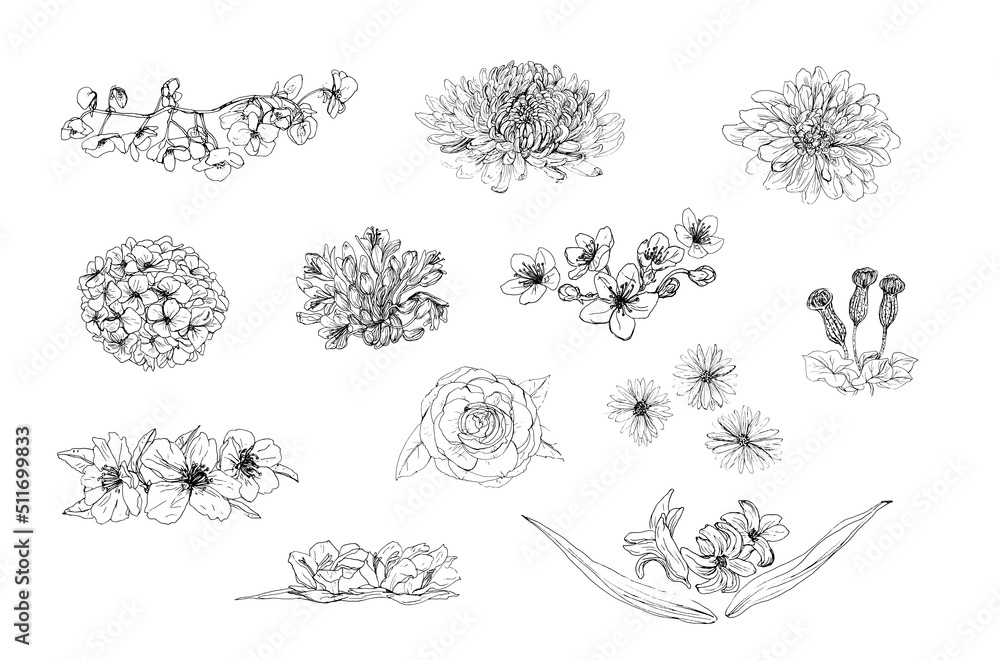 Pack elementos florales. Vector; conjunto de flores camelias, almendros,  jacintos, cerezo,  hortensias, agapanthus, Gladiolos, begonias, crisantemos, dalias, aster, Candilillos. Recurso grafico