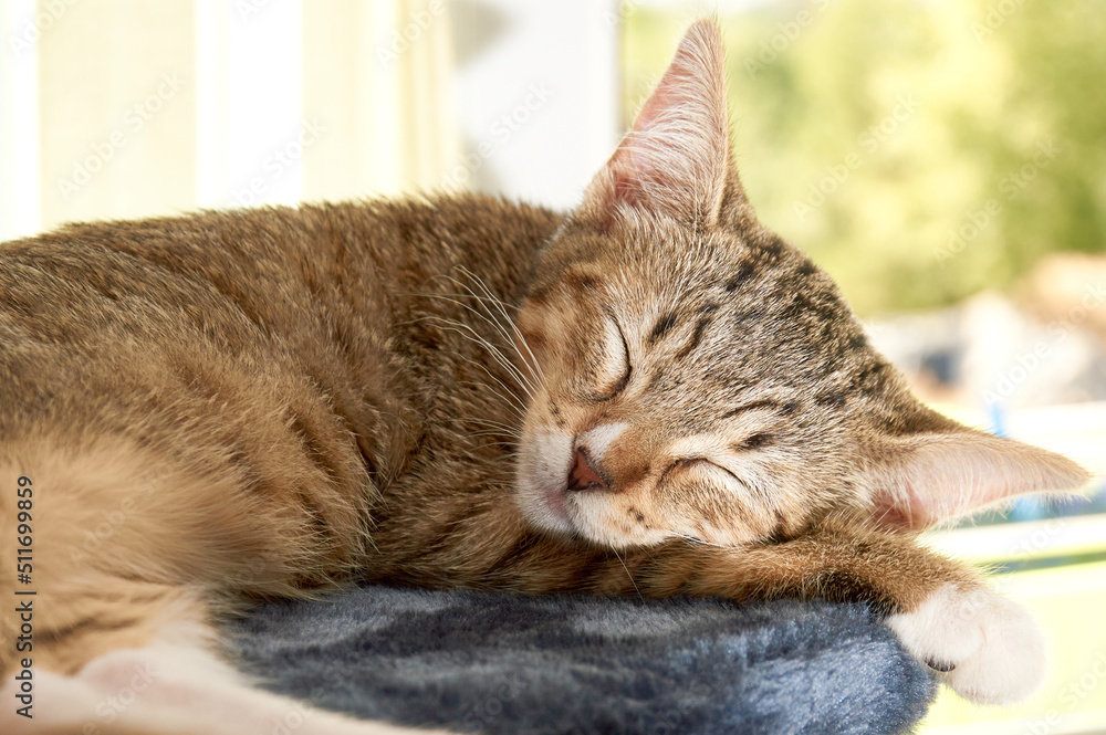 Queen durmienda. Gatita dormida bañada por el sol. Queen durmienda. Gatita dormida bañada por el sol.