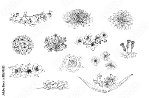 Pack elementos florales. Vector; conjunto de flores camelias, almendros,  jacintos, cerezo,  hortensias, agapanthus, Gladiolos, begonias, crisantemos, dalias, aster, Candilillos. Recurso grafico