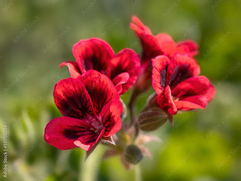 Closeup of flowers of Pelargonium 'Crimson Unique' in a garden in summer
Closeup of flowers of Pelargonium 'Crimson Unique' in a garden in summer