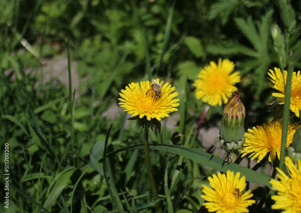 A bee collects pollen from a dandelion A bee collects pollen from a dandelion