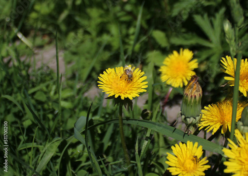A bee collects pollen from a dandelion