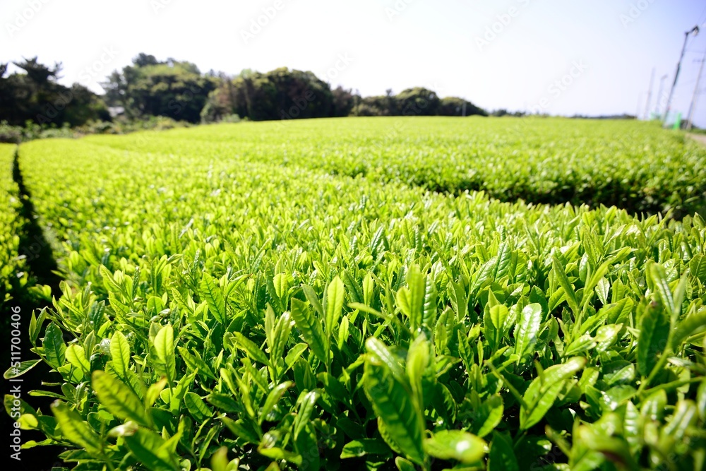 Early morning green tea fields in Jeju, South Korea Early morning green tea fields in Jeju, South Korea