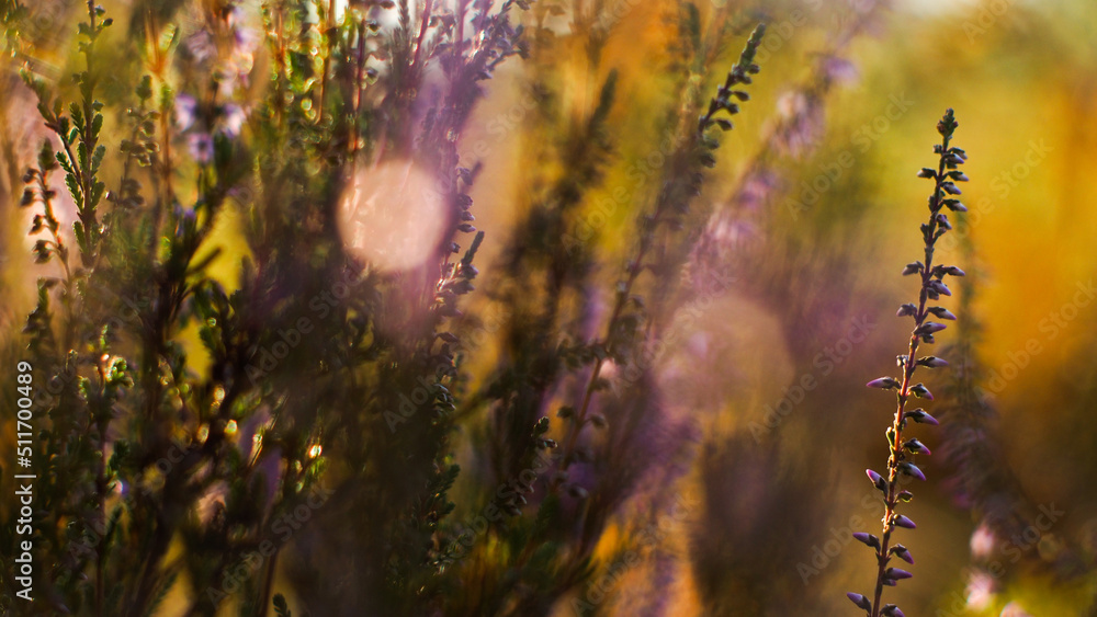 Fototapeta premium Macro de petites tiges de bruyères sauvages, aux pétales mauves. Elles ont été photographiées pendant le coucher du soleil