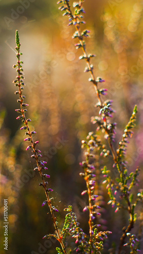 Macro de petites tiges de bruyères sauvages, aux pétales mauves.  Elles ont été photographiées pendant le coucher du soleil © Anthony