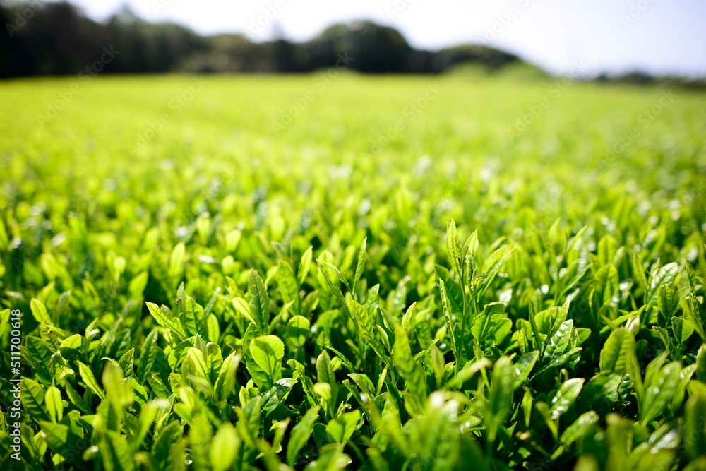 Early morning green tea fields in Jeju, South Korea Early morning green tea fields in Jeju, South Korea