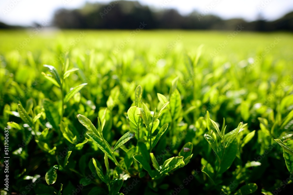 Early morning green tea fields in Jeju, South Korea Early morning green tea fields in Jeju, South Korea