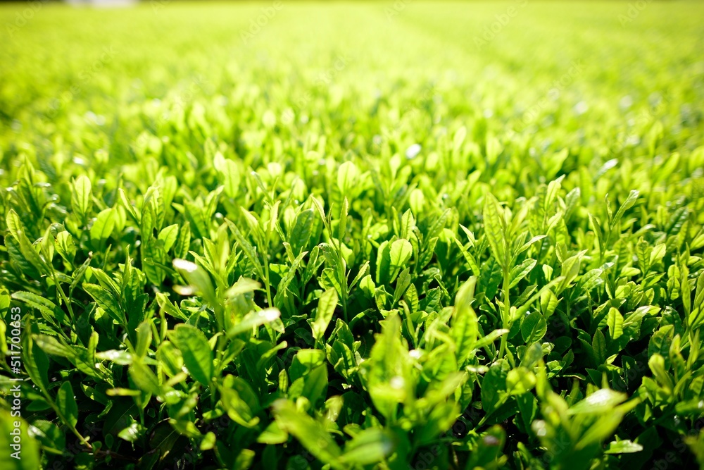 Early morning green tea fields in Jeju, South Korea Early morning green tea fields in Jeju, South Korea