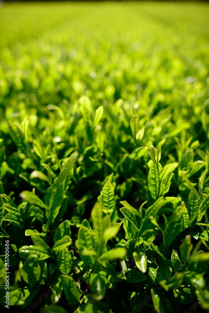 Early morning green tea fields in Jeju, South Korea Early morning green tea fields in Jeju, South Korea
