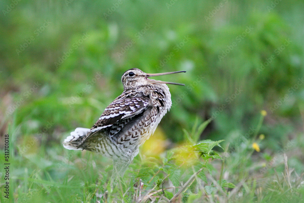 Fototapeta premium Great snipe. Displaying bird in spring. Gallinago media