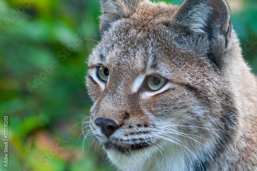 Portrait of a Eurasian lynx with greenish background