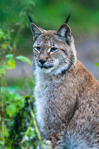 Portrait of a Eurasian lynx with greenish background