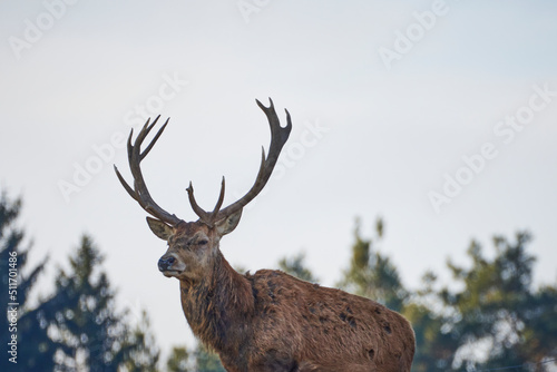 deer in front of trees © Fritz We
