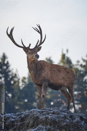 deer in front of trees