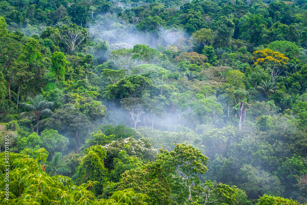 Beautiful landscape of the amazon rainforest, Yasuni National Park