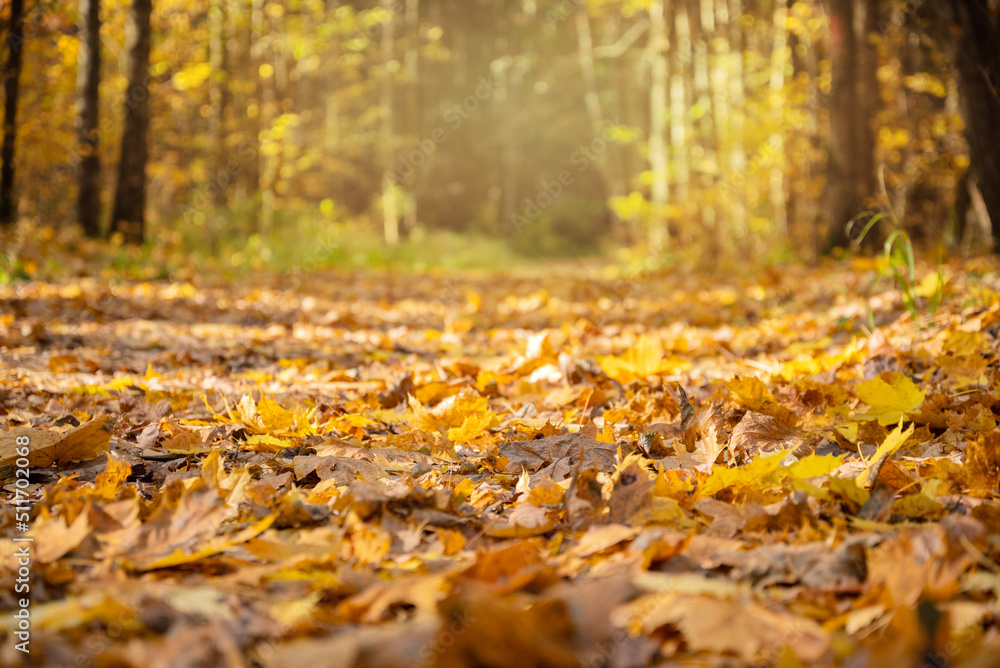 road in autumnal forest covered with fallen yellow leaves road in autumnal forest covered with fallen yellow leaves
