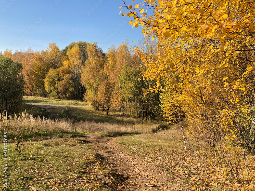 Fototapeta premium Winding dirt path covered with fallen yellow leaves in grove with golden leaves on trees, autumn landscape