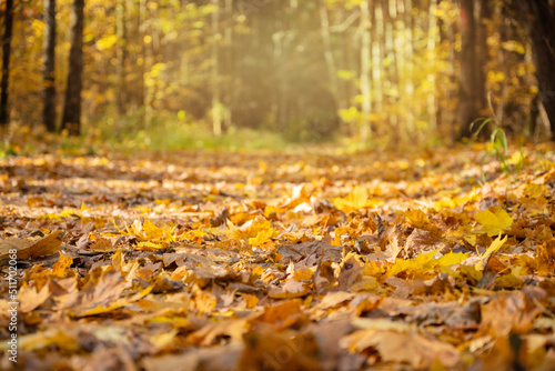 road in autumnal forest covered with fallen yellow leaves