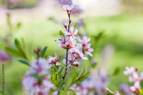 Cherry  sakura. The tree is in bloom. Spring flowering season. Nature and gardens. Background for flower design. Space for copying. Selective focus.