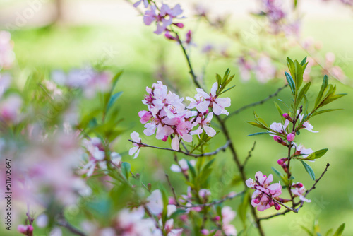 Wallpaper Mural Cherry, sakura. The tree is in bloom. Spring flowering season. Nature and gardens. Background for flower design. Space for copying. Selective focus. Torontodigital.ca