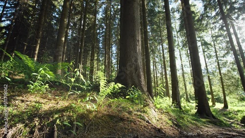 Forest in mountains on a sunny day wide lens
